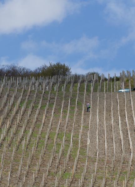 Weingut & Gaestehaus Schmitz-Bergweiler Bernkastel-Kues Eksteriør billede